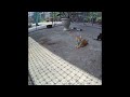 🐈 IMPOSSIBLE TRY NOT TO LAUGH ❤️ Best Funny Animals 2024 😂😻