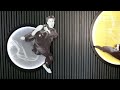 Bruce Lee | The legendary Star | 50th Anniversary  of Bruce Lee's death | 李小龍