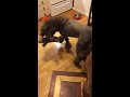 Two standard poodles rough play