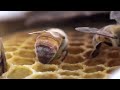 Honey Bees Make Honey ... and Bread? | Deep Look