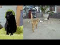 😻❤️ Best Cats and Dogs Videos 🙀😆 Funny And Cute Animal Videos 2024 #10