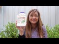 6 Ways to Deal with Mealy Bugs & Aphids on Succulents (Secret Weapons & Strategies)