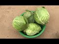 How To Grow Cabbage At home in a simple Way, without Need for Agricultural spaces