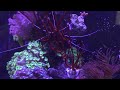 Marine Fish Tank 4K one hour