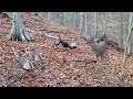 Trail Camera: Pile of Corn vs. Pile of Peanuts in the Woods!