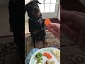 Dog nods head to say yes or no to food he want