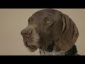 ALL ABOUT GERMAN SHORTHAIRED POINTERS VERSATILE HUNTER