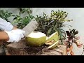 fresh coconut water, amazing coconut peeling skills part  03 #cuttingskills #coconutcuttingskills