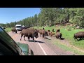 Raw Buffalo Experience - Custer State Park SD #buffalo #buffalobills #custerstatepark