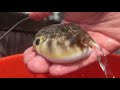 cursed pufferfish