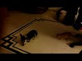 Scared Kitten VS Puppy (named Killer)