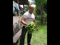 MAIOR penca de bananas ja visto com ( 52 ) bananas. 😳😮