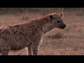 Les reines de la savane - hyènes tachetées - Documentaire animalier - AMP