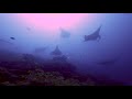 Maldives Deep South Diving 4k