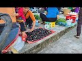 Harvest wild fruits to sell at the market - cook with your children | Lý Thị Ghển