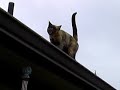 Crazy Cat Jump: Roof-to-Roof Matrix Style