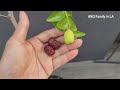 Everything You MUST Know Before Buying & Planting Li Jujube | All About Li Jujube | Chinese Date 中国枣