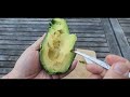 Taste Testing a Homegrown Pinkerton Avocado with a Special Guest.... Guess Who?