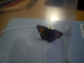 A Butterfly