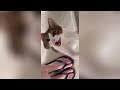 Try Not To Laugh 🤣 New Funny Cats  And Dog Video 😹 - MeowFunny Part 15