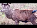 Cleaning of Red Deer