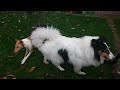 Kurz- und Langhaar-Collies spielen im Feld