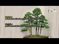 7 Gaya Bonsai Paling Populer