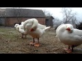 Friendly Geese