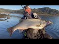 冬のシーバスゲーム！！トップで釣れたのはまさかの！！河川で飛び出したランカーヒラスズキ！！