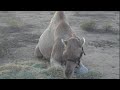 It's baby Baby! Lost footage from 2009 resurfaces! (My male Dromedary Camel.)