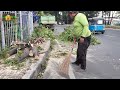 terlempar dan putus tebang 8 pohon tanjung di sisi jalan jakarta rugi 10.000