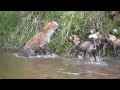 Cobra fights off Lioness in the wild