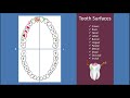 Basic Dental Terminology - UPDATED