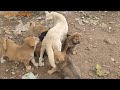 Cute Puppies Suckling Stray Mother Dog