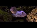 Stunning African Cichlid Fish In Incredible Real 4K HDR
