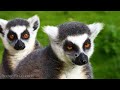 Madagascar 4K - Scenic Relaxation Film With Calming Music