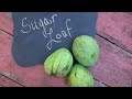 Talk & Taste | 'Sugar Loaf' Mango with Walter Zill