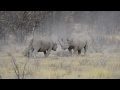 Female Rhino Defends its Calf