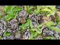 Harvesting Hornet larvae #hornet #larvae#food #shorts #nature #youtubeshorts