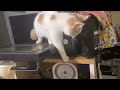 Trouble Cat decides microwave cooking is not for her