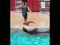 🐬Amazing SeaWorld’s Live Show  #seal#dolphinshow#seaworld#ocean#orca#animals