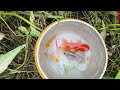 Catching Fancy Aquarium Fish & Surprise Colorful Eggs In The Cave, Three Tailed Fish, Catfish, Koi