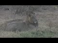 SafariLIVE Sunrise Safari - Repeat - 17 June 2024