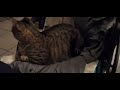 Wanna see the most Adorable Clip - watch his little tail curl to show off😍- #adorable  #cats