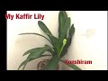 My Kaffir Lily, “Konshiran”.