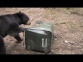 Alaska Zoo Bear Aware Day 2011