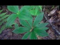 Edible & Medicinal Indian Cucumber Root ( Medeola virginiana )