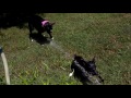 Ruby Boxer Dog - Water Chomping