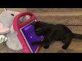 Cute Kitten Playing on Kids iPad | Funny Cats