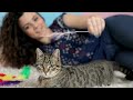 6 Ways Cats Apologize To Their Humans